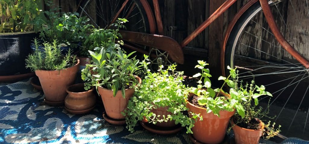 A patio herb garden with basil, rosemary, parsley, sage, thyme and mint. A rusty bike in the background against a wooden fence.